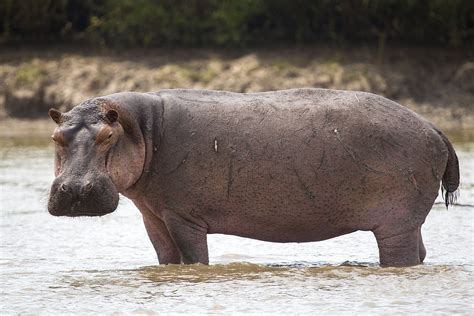 Synonyms for for include toward, towards, to, into, onto, in the direction of, facing, through to, en route toward and en route to. . Hippo thesaurus